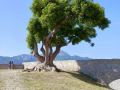 Corse103