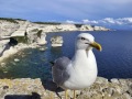 Corse3
