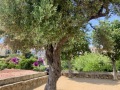 Corse5